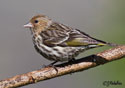 Carduelis spinus